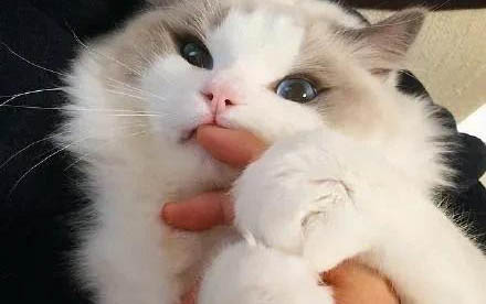 貓咪換毛期應該持續多久