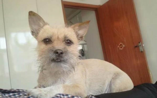 狗狗吃了糯米粽子死了