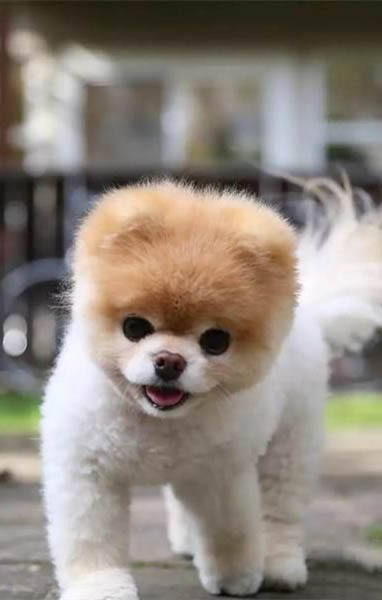 狗狗都要打哪些疫苗