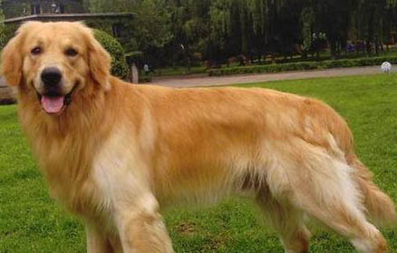 為什么金毛犬可以被選做導盲犬