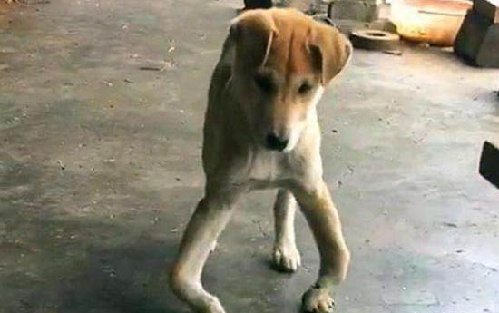 剛出生小狗吃什么食物最好