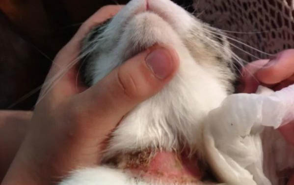 貓咪胎死腹中有哪些表現