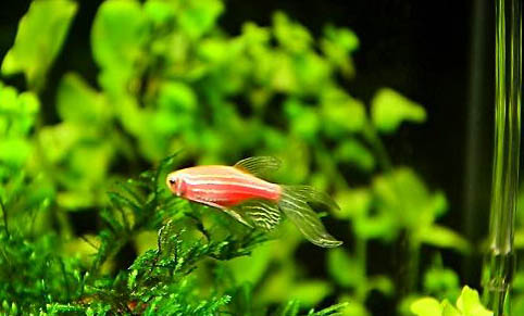 斑馬魚的品種簡介
