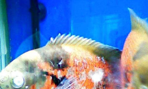 地圖魚認主人嗎