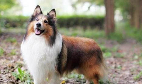 喜樂蒂牧羊犬受涼的癥狀有哪些