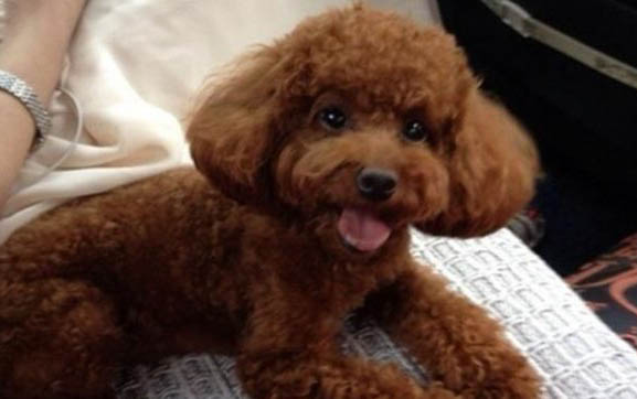 白色金毛犬價格小狗多少錢啊