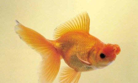 純凈水可不可以養(yǎng)魚(yú)