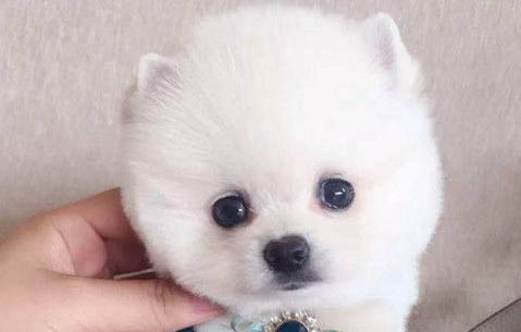 俊介犬長(zhǎng)大后的樣子