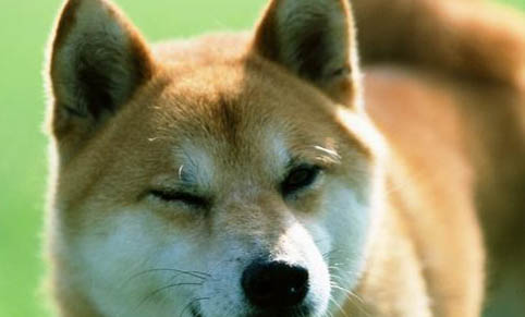 柴犬走丟會認新主人嗎