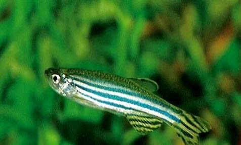 斑馬魚喂什么飼料