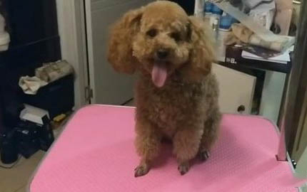 狗狗冠狀病毒能吃