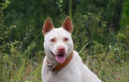 犬細小治愈后多久恢復正常呢