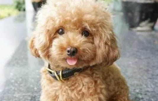 泰迪犬多少錢一只棕色