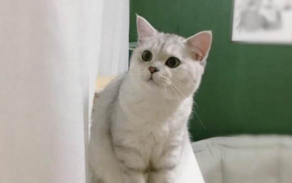 小貓叫聲沙啞