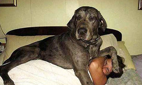 適合女生養(yǎng)的巨型犬有哪些?