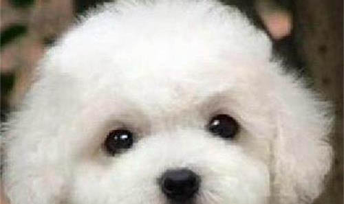 為什么比熊犬喜歡夾尾巴？