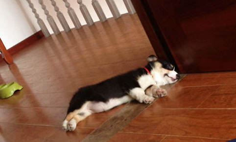 如何分辨是不是犬窩咳