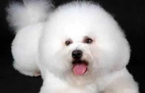 狗狗得了犬瘟以后多久會死