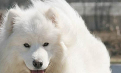 薩摩耶犬生產后惡露多久排干凈
