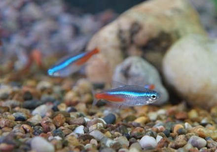 紅綠燈魚能和金魚混養嗎