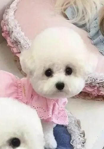 比熊的缺點有哪些