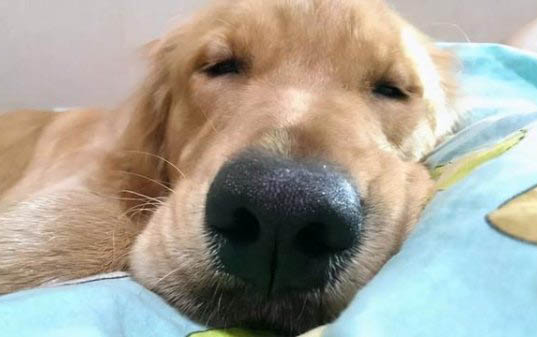 狗狗精神很好但是拉稀