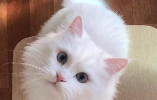 把貓咪眼睛打充血了