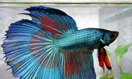 泰國(guó)斗魚燒尾怎么治療