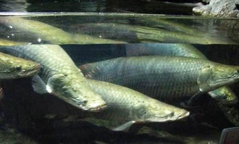 孔雀魚爛尾還能用什么方法