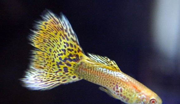 孔雀魚繁殖需要什么條件