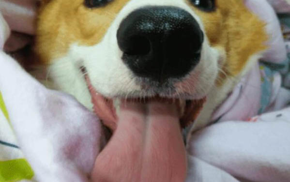 如何讓小狗接受狗糧吃啊