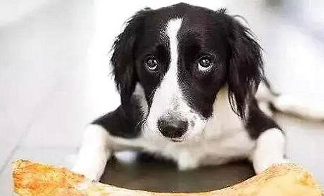 狗得了犬瘟熱加細小病毒一般能活多久