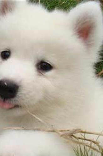 養狗狗的壞處有哪些