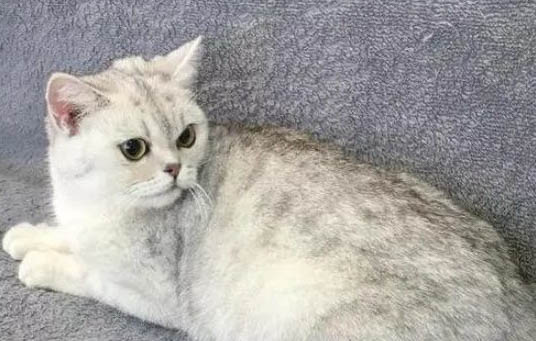 成年美短貓多少錢一只