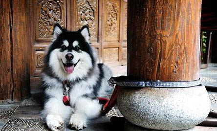導致阿拉斯加犬肥胖的原因及改善方法