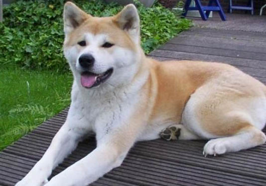 如何挑選秋田犬幼犬