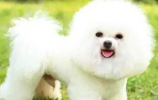 比熊犬淚痕的產生原因及處理方法