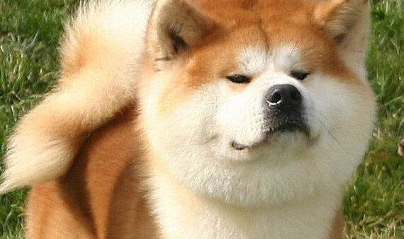 秋田犬為什么不聽話