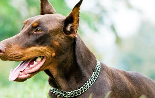 迷你杜賓犬訓練有技巧嗎