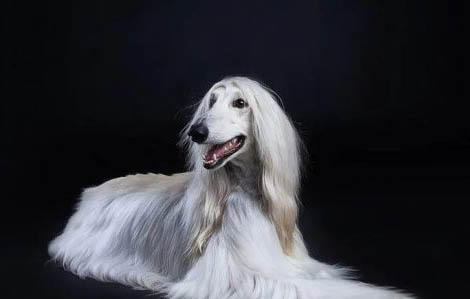 維希拉獵犬嘔吐不吃東西的原因及處理方法