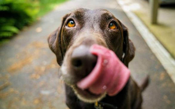 狗狗一到晚上就叫個不停