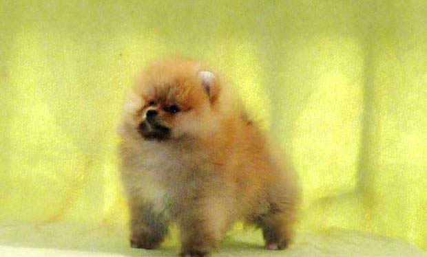 博美犬和泰迪哪個好
