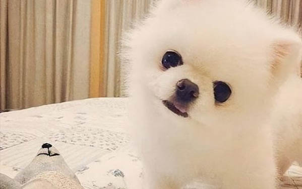 狗狗肺炎的初期癥狀表現