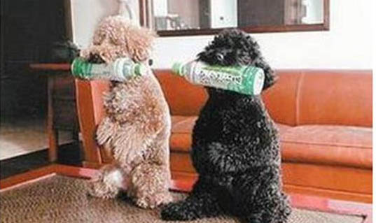 狗狗肺水腫大概存活率是多少