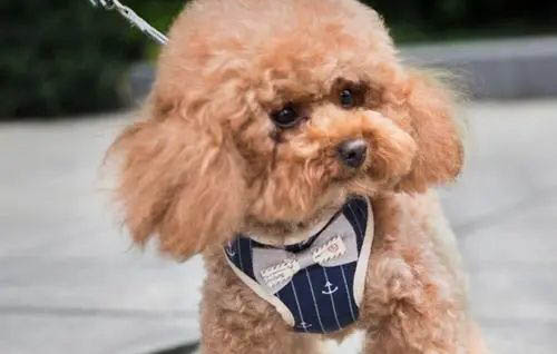 泰迪犬能吃什么水果