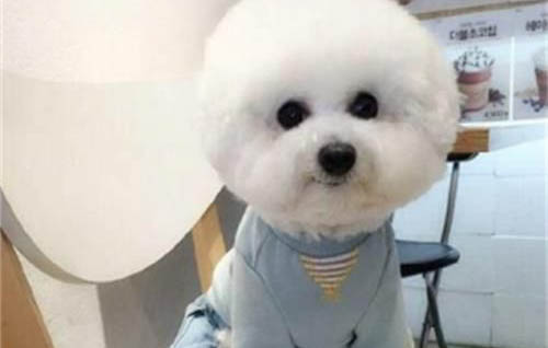 狗為什么喜歡啃骨頭