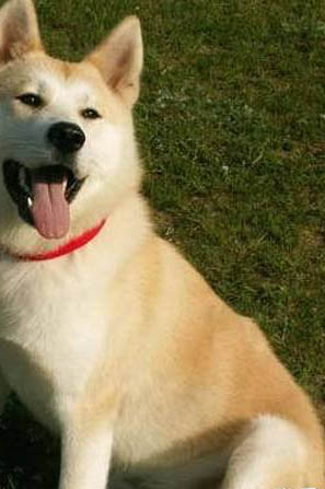 日本秋田犬價(jià)格多少錢一只