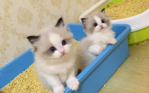 水仙花對貓咪有毒嗎