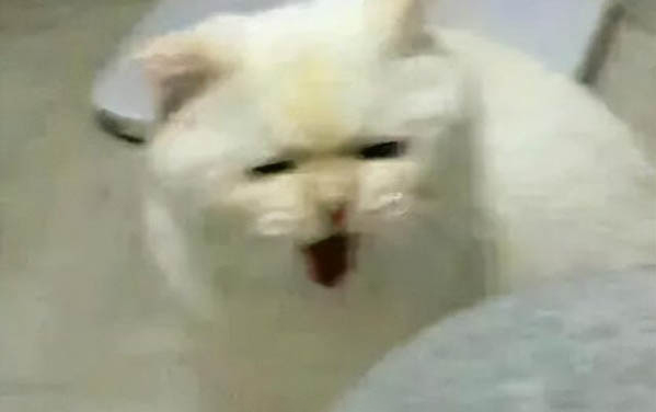 貓咪為什么喜歡水晶貓砂呢