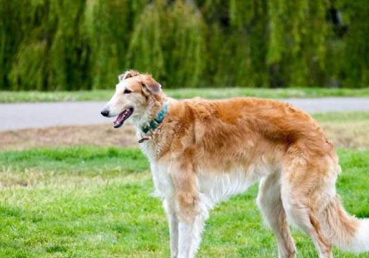 蘇俄獵狼犬聰明嗎